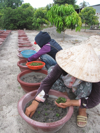 Trồng cúc giống vào chậu cho kịp thời vụ.