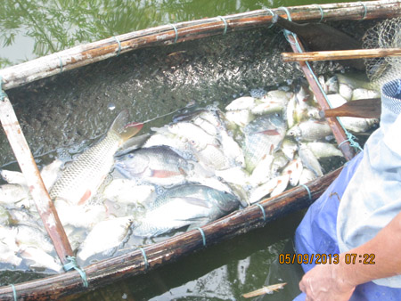 Nguồn nước thải độc hại của Nhà máy Tinh bột sắn Thừa Thiên- Huế  khiến cá tại hồ Bàu Sen chết hàng loạt.  