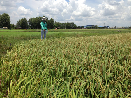 Ruộng lúa của bà Võ Thị Tuyết đã bị cắm mốc phân lô bán cho người khác dù vẫn đang trồng lúa.