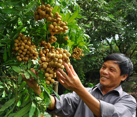 Ông Trịnh Văn Thinh – Chủ nhiệm HTX Nhãn lồng Hồng Nam (xã Hồng Nam,   TP.Hưng Yên) phấn khởi vì nhãn lồng Hưng Yên có cơ hội đi Mỹ.  