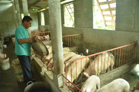 Nhờ có chuồng trại cao ráo, nhiều gia đình  ở xóm Sông, thôn Kim Long,  xã Hải Quế đã yên tâm chăn nuôi.