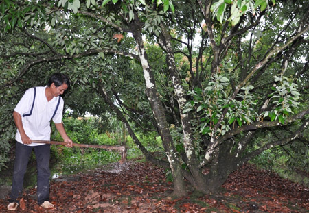 Anh Phạm Văn Toản (thôn 1, xã Thanh Xá, huyện Thanh Hà, Hải Dương) chăm sóc vườn vải. 