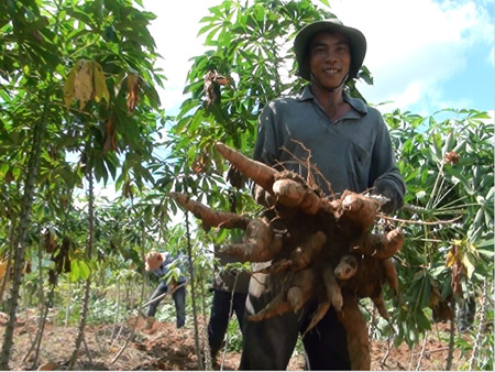 Hai vụ qua, rẫy sắn nhà ông Nguyễn Tân (Sông Hinh, Phú Yên) đạt năng suất 55 tấn/ha. 