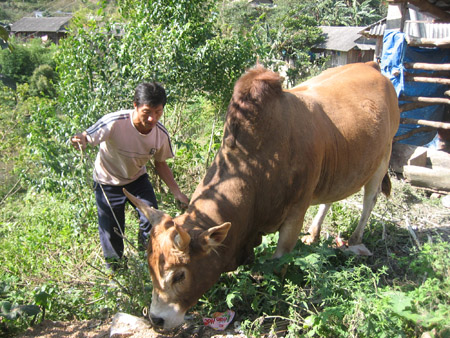 Được Hội ND giúp vay vốn, ND xã Nậm Cắn, huyện Kỳ Sơn phát triển chăn nuôi giống bò U. 