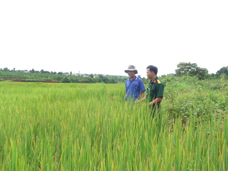   Lính tăng xuống ruộng giúp đồng bào xóa đói.