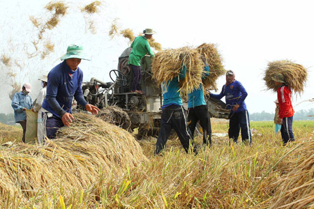 Nông dân phải tập hợp lại thành HTX làm dịch vụ để xây dựng CĐML có hiệu quả.