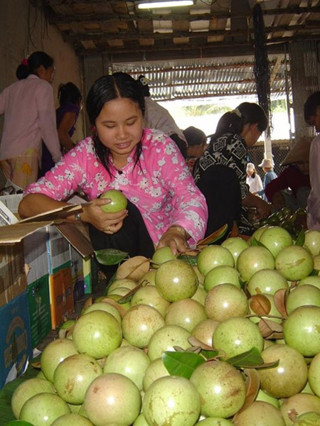 Vú sữa Lò Rèn Vĩnh Kim đang đem lại cho nông dân lợi nhuận cao. 