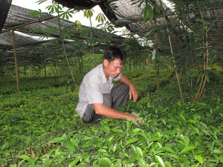 Mô hình ươm giống cây lâm nghiệp của anh Nguyễn Minh Tiến-hộ SXKD giỏi xã Đồng Thịnh.