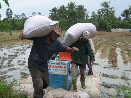 ND xã Đông Bình, thị xã Bình Minh, Vĩnh Long đang thu hoạch lúa thu đông.