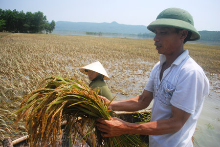 Vợ chồng bà Trần Thị Hoa, ở làng Kén,  xã Tượng Sơn (Nông Cống- Thanh Hóa), đang vớt lúa bị ngập trong lũ. 