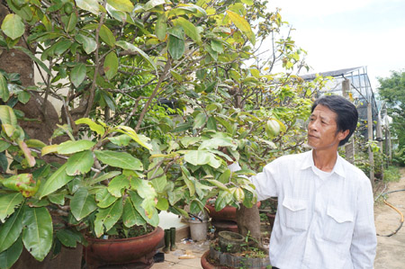 Ông Trung bên vườn mai.