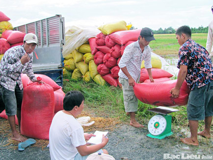 Doanh nghiệp vẫn phải dựa vào hàng xáo để tổ chức thu mua lúa gạo. 