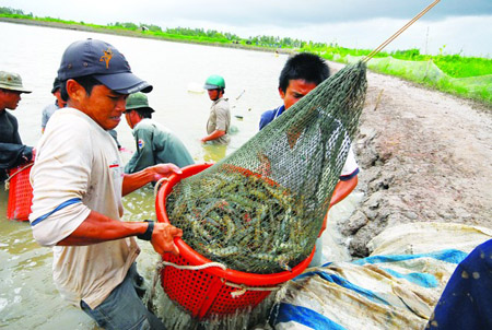 Trong khi người nuôi tôm liên tục gặp khó khăn, rủi ro thì chưa có doanh nghiệp xuất khẩu tôm nào hỗ trợ họ. 