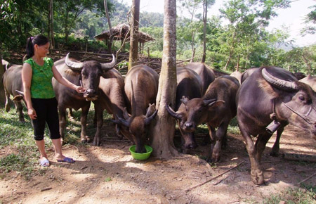 Chị Bàn Thị Lan bên đàn trâu đã giúp chị thoát nghèo đói.