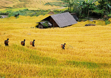 Những cô gái người Thái đi thu hoạch lúa.