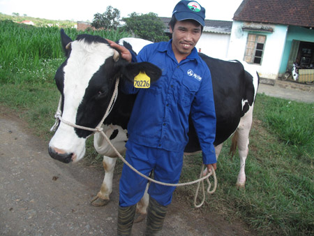 Năm nay, ông Đỗ Văn Chỉnh ở  tiểu khu 70 hy vọng con bò  của mình  sẽ đoạt giải hoa hậu.