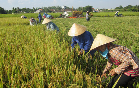 Nông dân huyện Yên Thành (Nghệ An) đang thu hoạch lúa BC15.