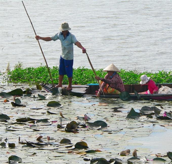 Nhổ bông súng mùa nước nổi