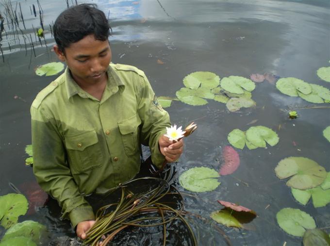 Bông súng trắng