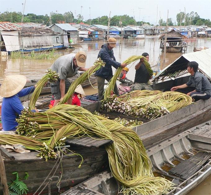 Khai thác bông súng mùa nước nổi tại huyện An Phú (An Giang)