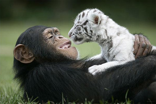 Trong thế giới động vật, cũng có những con khỉ \