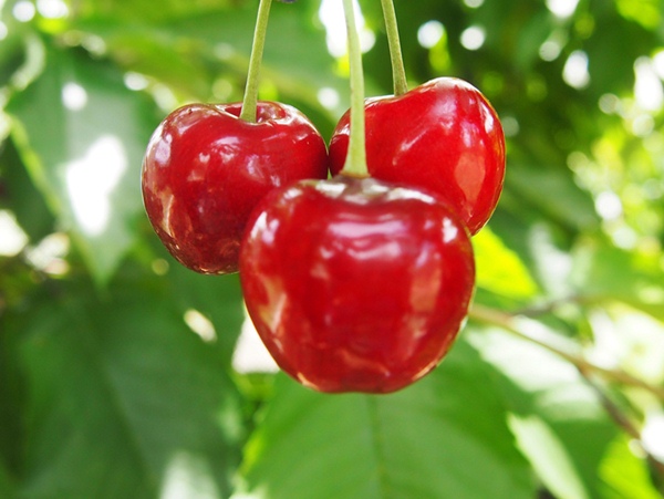 Tìm Hiểu Hơn 100 Hình Ảnh Quả Cherry Đẹp Hay Nhất - Thtantai2.Edu.Vn