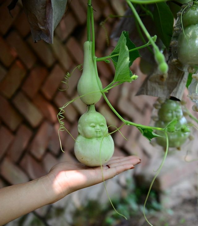 Trái Bầu  Dala Food