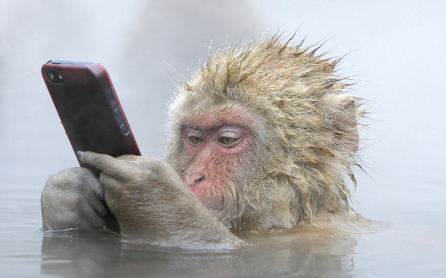 Khỉ cầm iPhone: Hãy cùng chiêm ngưỡng hình ảnh vô cùng dễ thương với chú khỉ nhí nhảnh cầm trên tay chiếc iPhone đến từ nhà Apple. Khám phá tài năng sáng tạo và khả năng tương tác của các loài động vật thông minh.