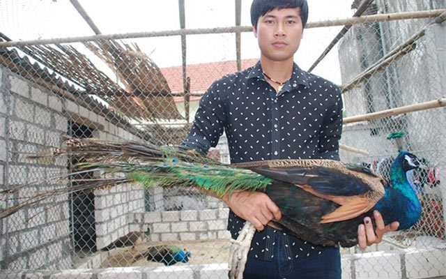 Chàng trai tốt nghiệp ĐH Bách khoa Hà Nội, bỏ việc kỹ sư để về quê nuôi chim  công