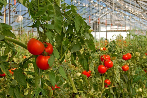 Hiệu quả của từ mô hình trồng cà chua xen táo tại phường Bàng La Quận Đồ  Sơn thành phố Hải Phòng