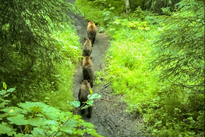 Rover’s Run (Mỹ): Tuyến đường đạp xe nằm ở Alaska này có khung cảnh hùng vĩ nhưng đầy rủi ro. Du khách có thể sẽ chạm mặt với những con gấu nâu hung dữ và bị chúng tấn công. Ảnh: ADN.