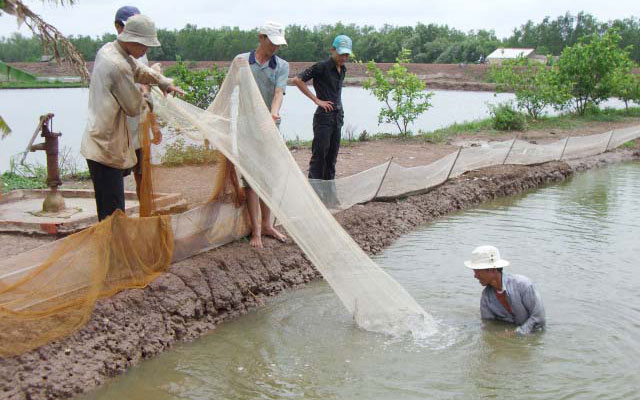 Một số biện pháp kỹ thuật nuôi tôm sinh thái trong rừng ngập mặn  Tạp chí  Thủy sản Việt Nam