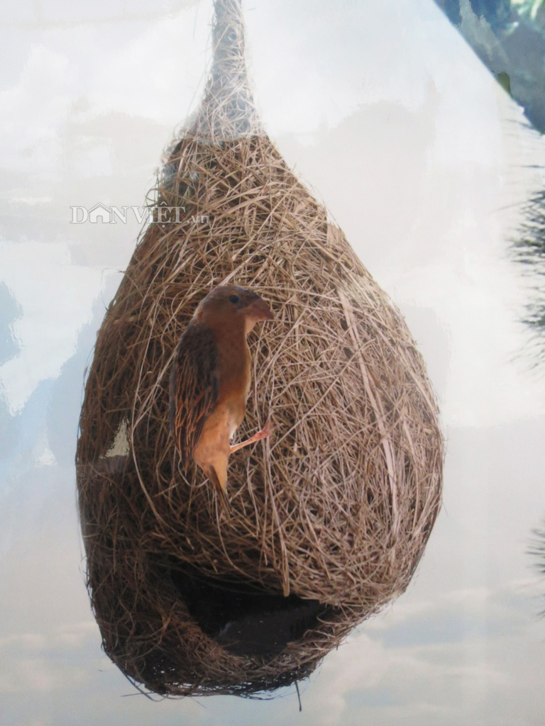 Phú Mỹ Hưng | Ở phố - có một nơi chim về làm tổ - Phú Mỹ Hưng