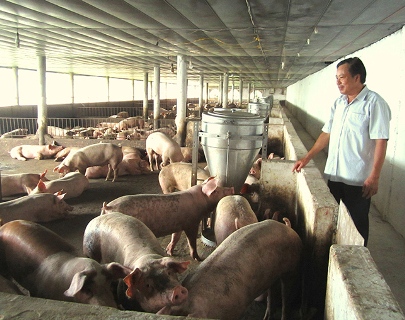 Mô Hình Chăn Nuôi Heo Rừng Tại Nhà Hiệu Quả Kiếm Lợi Nhuận Khủng