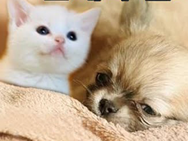 Những bức ảnh chứng minh chó mèo không ghét nhau như chúng ta tưởng