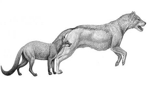 Bạn có tin chó có thể hóa thành sói? Hãy xem bức ảnh đầy bí ẩn về chó sói và khám phá điều kì diệu này.
