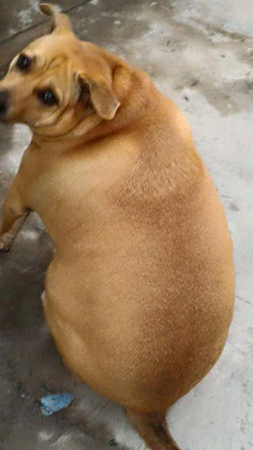 Chú chó này dễ thương quá, đặc biệt là khi nó béo như vậy. Xem hình chú cún này có thể sẽ khiến bạn muốn nuôi thêm một chú chó thú cưng nữa.