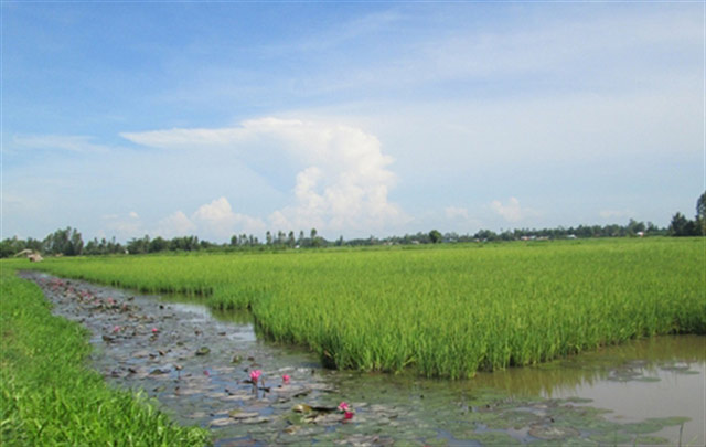 Nuôi cá trong ruộng lúa mô hình làm kinh tế cho nông dân ít vốn