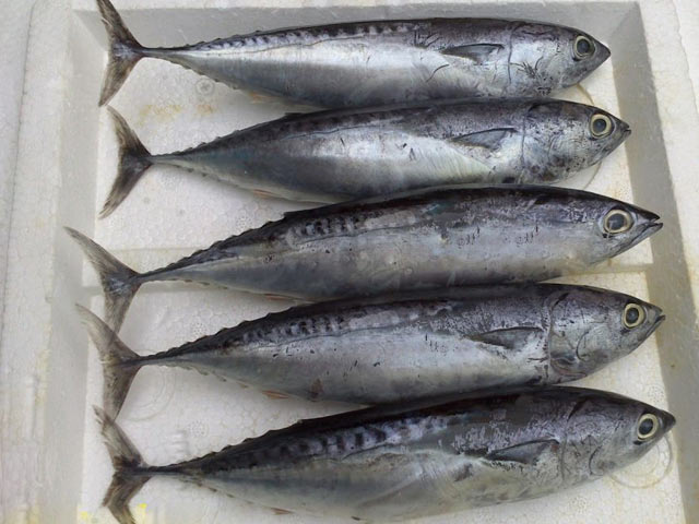 Cách chọn mua cá ngừ đại dương giá bán và các món ngon từ cá ngừ