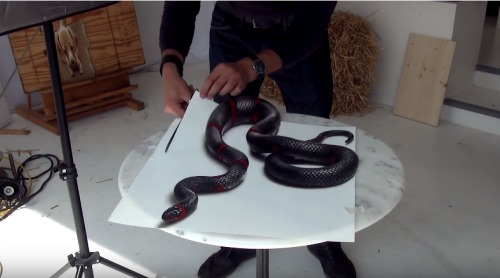 Xem hơn 100 ảnh về hình vẽ rắn đẹp  daotaonec