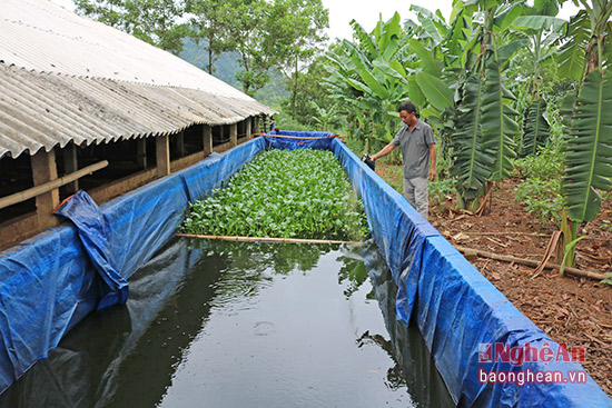 Thu tiền tỷ từ mô hình nuôi gà và cá trê phi