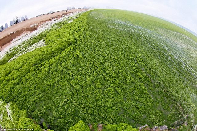 Tảo Spirulina là gì Tác dụng trị nám của tảo Spirulina tảo mặt trời như  thế nào  ADIVACOMVN