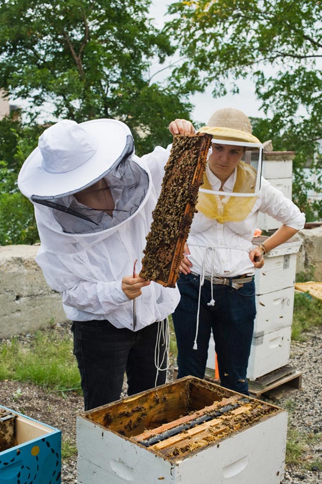 Nuôi ong trên sân thượng, một hoạt động rất thú vị và có lợi cho môi trường năm