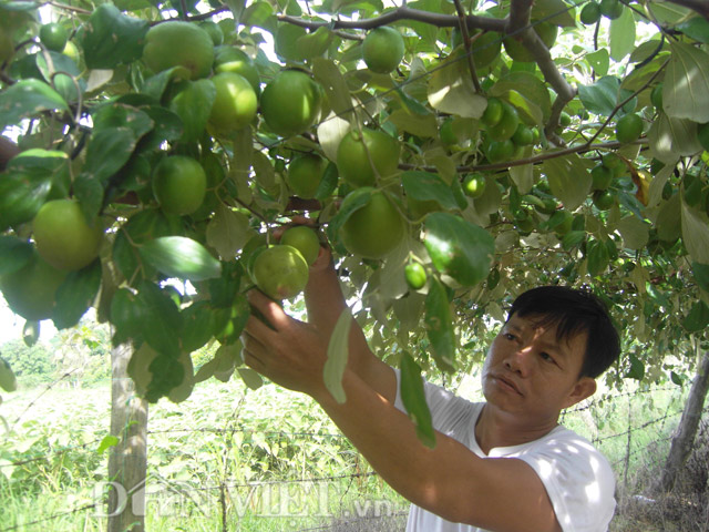 Mô hình trồng táo Thái lan cho hiệu quả kinh tế cao  Dạy Học Nghề Cắt May