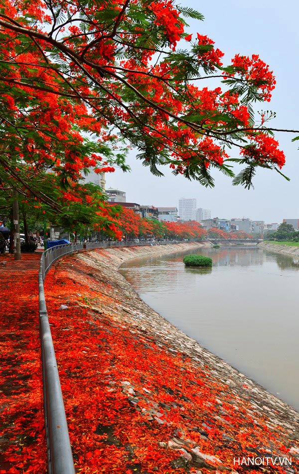 Trồng hoa phượng là một hoạt động truyền thống đặc biệt của người Hà Nội và người Hải Phòng. Hình ảnh những con đường, những ngõ xinh đẹp được bao phủ bởi màu đỏ tươi của hoa phượng làm say đắm bất kỳ ai, đặc biệt là những người yêu phong cảnh và du lịch.