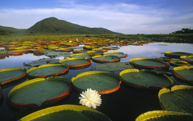 10 dia diem du lich khong the bo qua khi toi brazil hinh anh 20