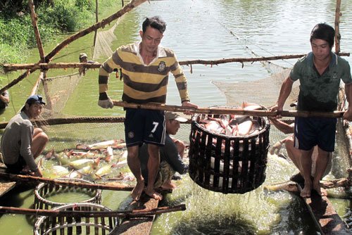 Độc đáo nghề nuôi cá dọc kênh nước ngọt ở Tây Ninh