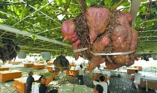 Chị Lã Thị Thanh Tuyền làm giàu từ mô hình trồng khoai lang Nhật  Chi tiết  tin  Hội Phụ nữ tỉnh Đắk Lắk