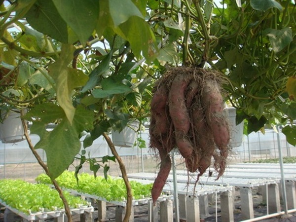 Cập nhật với hơn 56 về mô hình trồng khoai lang mới nhất  Tin học Đông Hòa