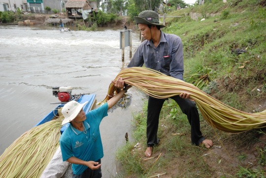 
Bông súng là một trong những sản vật không thể thiếu trong mùa nước nổi
